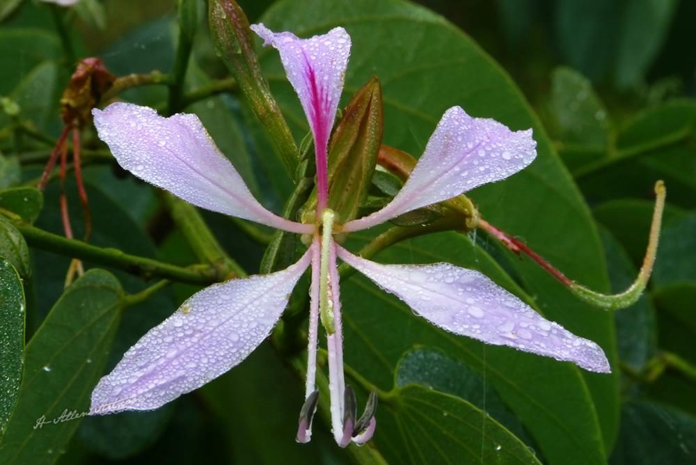 Morning Dew I, Barahi Jungle Lodge, Bharatpur, Nepal Morning Dew I, Barahi Jungle Lodge, Bharatpur, Nepal